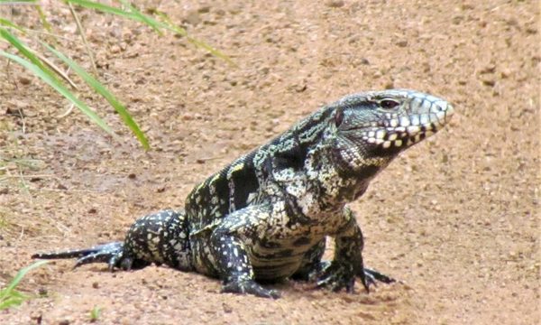 A casi 30 años de la ley de vida silvestre no existe verdadera protección