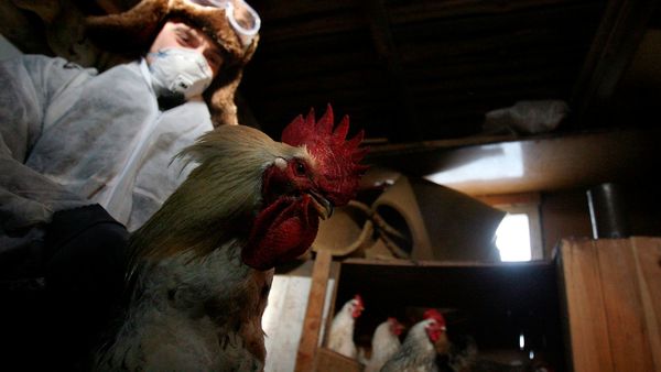 Rusia detectó primer caso de transmisión de cepa H5N8 de gripe aviar a seres humanos