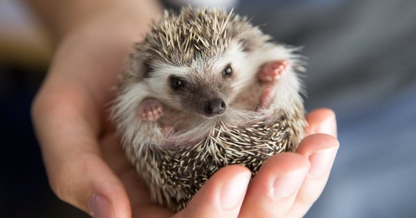 La Nación / Un pub irlandés se convierte en clínica para animales salvajes debido a la pandemia