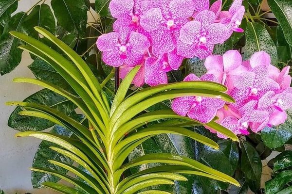 Se importa el 90% de las orquídeas comercializadas en el país