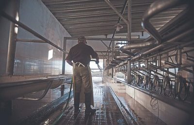 Valores globales de los lácteos subieron por séptima vez consecutiva