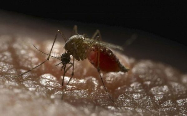 Notificaciones por dengue se mantienen en 700 por semana y Salud insta a eliminar criaderos