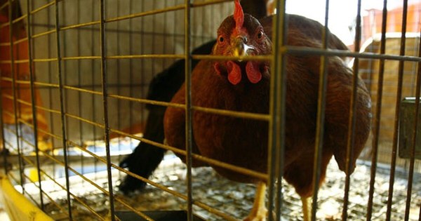 La Nación / Francia: virus de gripe aviar no representa peligro para humanos