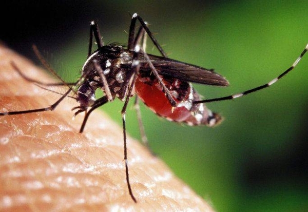 Diario HOY | Alertan agresividad de serotipo circulante de dengue que ya dejó dos fallecidos