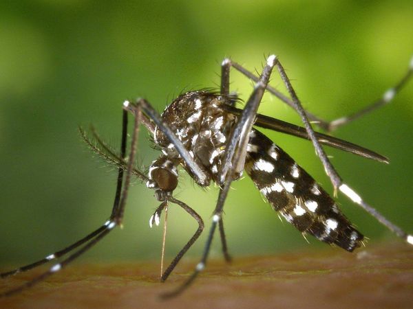 Circula uno de los serotipos más agresivos de dengue