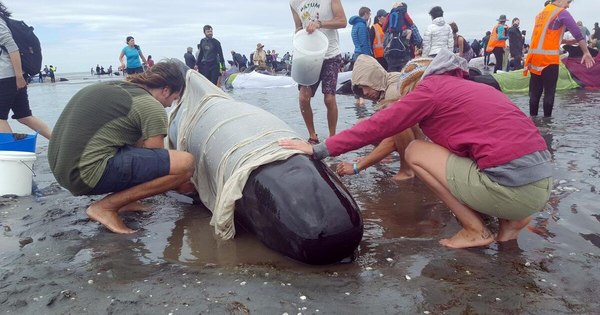 La Nación / Decenas de ballenas piloto, varadas en Nueva Zelanda