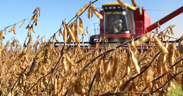 La Nación / Agricultores están optimistas con el panorama de rindes de la soja