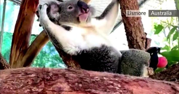 Koala trepa y corre con pata protésica