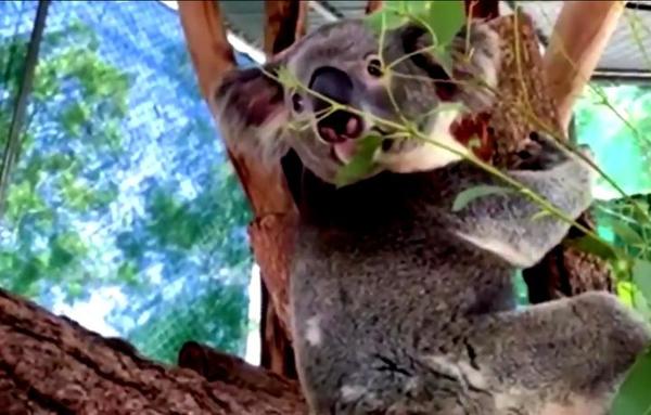 Con prótesis en una pata, Koala trepa y corre