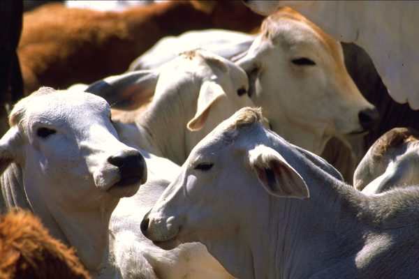 Semana comenzó sin cambios para los valores de los ganados gordos