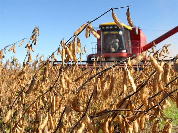 Agricultores están optimistas con el panorama de rindes de la soja