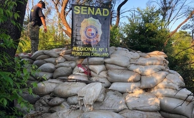 Diario HOY | Incautan y destruyen más de 30 toneladas de marihuana en Capitán Bado