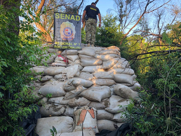 Senad incautó más de 30 toneladas de marihuana en Capitán Bado, Amambay | .::Agencia IP::.