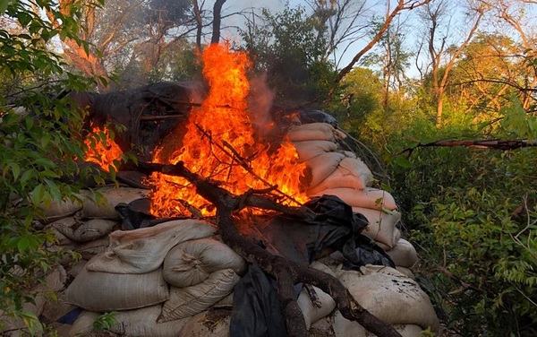 SENAD incautó más de 30 toneladas de marihuana en Capitán Bado