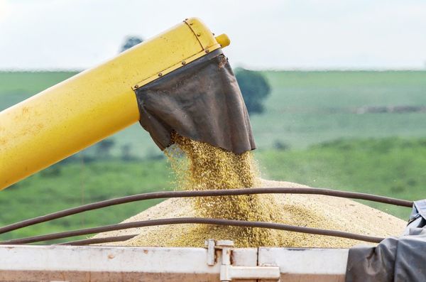Soja: A pesar de la menor producción, se espera superar las 10 millones de toneladas - MarketData