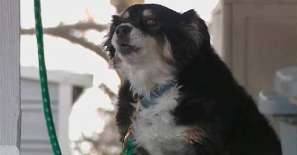 Una perrita hereda cinco millones de dólares y su cuidadora no sabe en qué gastarlos - SNT