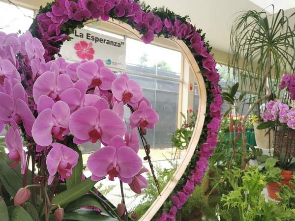 Expo orquídeas hasta el Día de los Enamorados » San Lorenzo PY