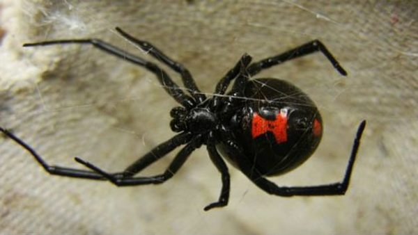 Salud advierte sobre picadura de arañas potencialmente peligrosas » San Lorenzo PY