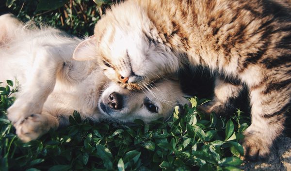 Cómo detectar si tu perro o gato está enfermo » San Lorenzo PY