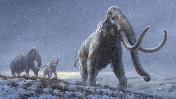 La era del hielo: recuperan el ADN más antiguo del mundo en un mamut
