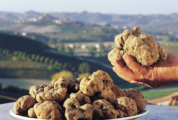 El cultivo de la trufa blanca italiana se abre paso hacia nuevos horizontes