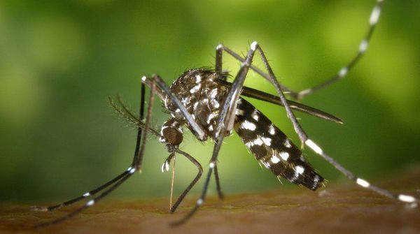 Circula uno de los serotipos más agresivos de dengue