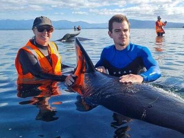 Nueva Zelanda rescata a decenas de ballenas varadas por segunda vez