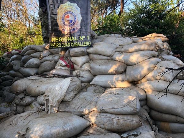 Senad incautó más de 30 toneladas de marihuana en Capitán Bado