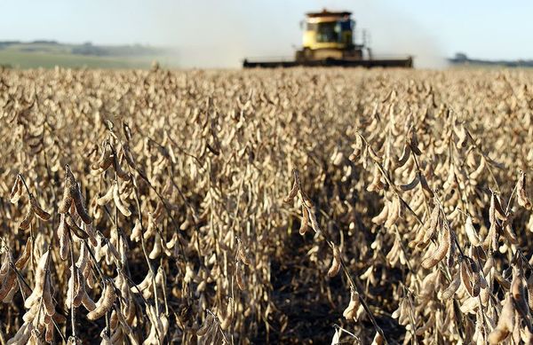 Cosecha de soja tendría merma de 1,5 millones de toneladas - Nacionales - ABC Color