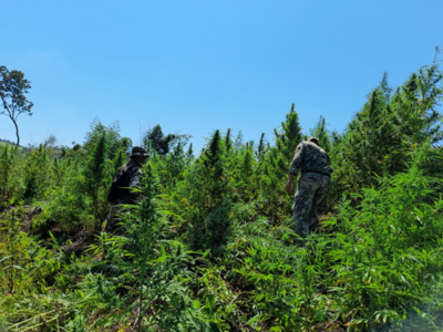 En primer día de operación sacan de circulación 200 toneladas de marihuana en Amambay | .::Agencia IP::.