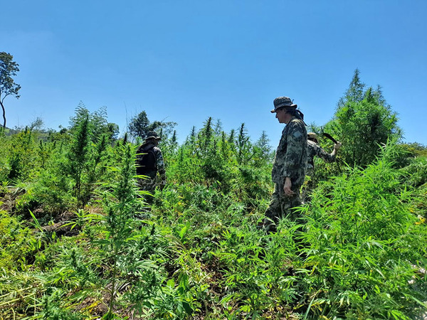 Sacan de circulación 200 toneladas de marihuana en Amambay en primer día de operativo
