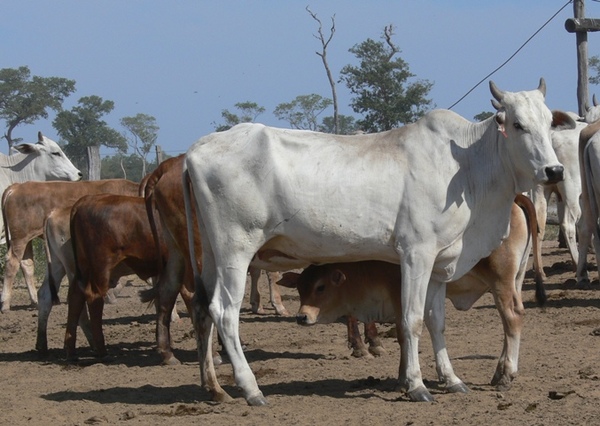 Paraguay y Brasil evalúan exigencias sanitarias para traslado de ganado, afirma viceministro | .::Agencia IP::.