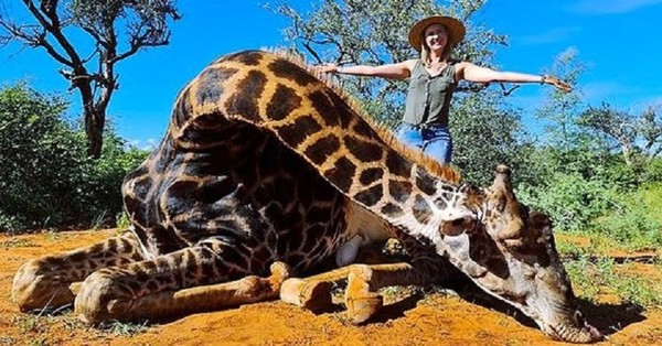 Mujer posa con el corazón de una jirafa luego que su esposo le regalara cazarla por San Valentín - SNT