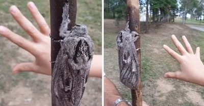 Polilla gigante del porte de una mano sorprende a una mujer mientras daba un paseo - C9N