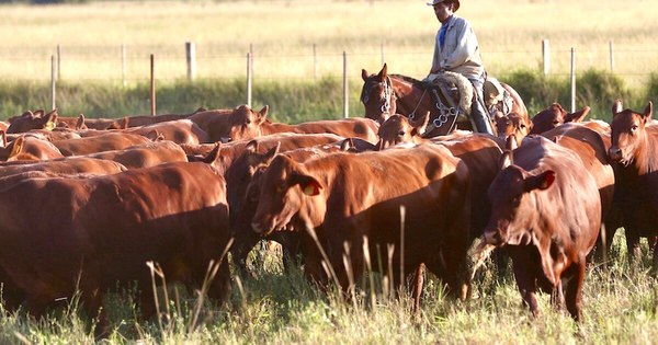 La Nación / Siguen los trabajos para lograr la exportación de ganado en pie al Brasil