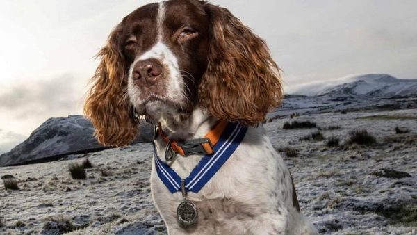 Max, la primera mascota en recibir la Orden al Mérito animal británico por su contribución a la salud mental de miles de personas | Ñanduti