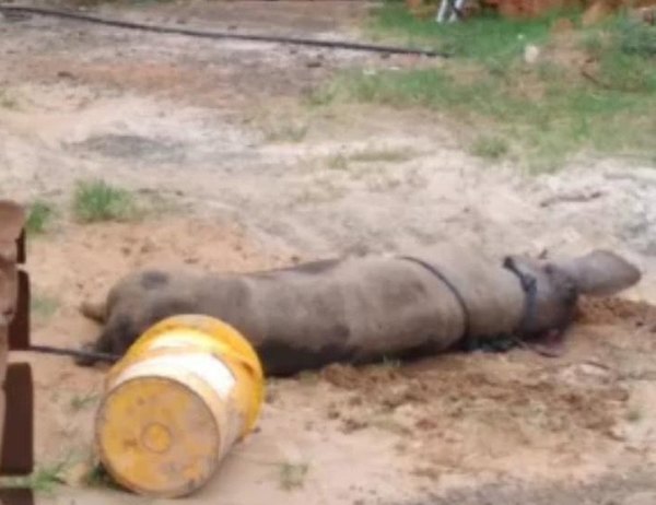 Crónica / Un chancho fue a parar al corralón ¡por akãhatã!