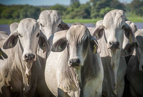 Precio del novillo Mercosur bajó US$ 0,03 por kilo carcasa