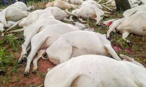 Rayo mata a 54 animales vacuno