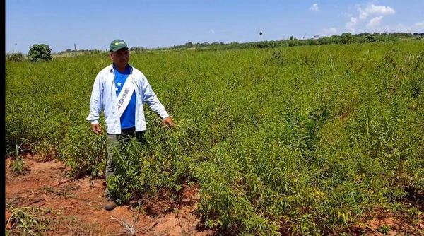 Fumigación de soja contamina producción orgánica y hunde a pequeños productores de San Pedro - Nacionales - ABC Color
