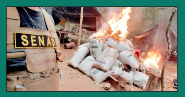 DESTRUYEN 200 TONELADAS DE DROGA EN AMAMBAY - La Voz del Norte