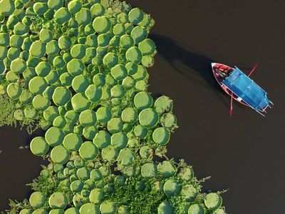El yacaré yrupẽ aflora y deslumbra con un verde inconfundible sobre el agua