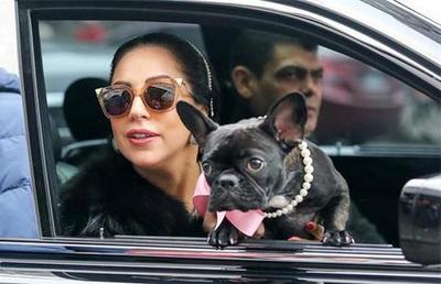 Robaron los perros de Lady Gaga y cantante ofrece US$ 500.000 de recompensa
