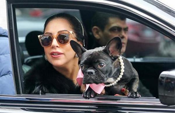 Robaron los perros de Lady Gaga y cantante ofrece US$ 500.000 de recompensa