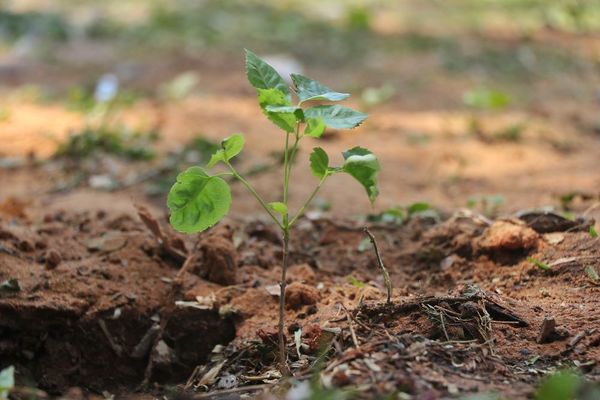 Sumate a la iniciativa que cuida nuestros bosques