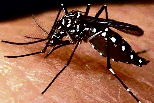 Dengue en Paraguay: aumento de casos significativos en últimas semanas