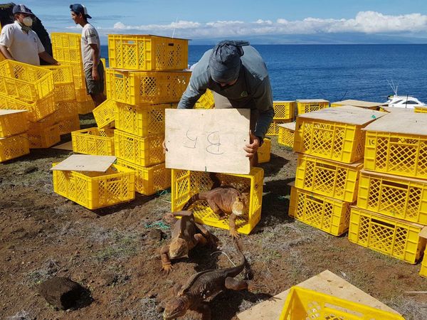 Reintegran a cerca de 500 ejemplares de iguanas extintas en Galápagos