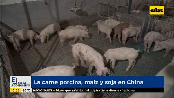 Enfoque Económico: la carne porcina, maíz y soja en China - Enfoque económico - ABC Color