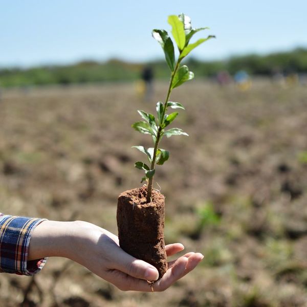 Paraguay Planta: la campaña que busca arborizar el país