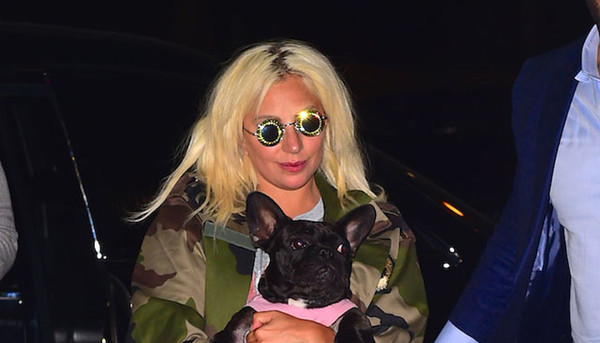 Disparan al paseador de perros de Lady Gaga y se llevan a sus bulldogs - Megacadena — Últimas Noticias de Paraguay